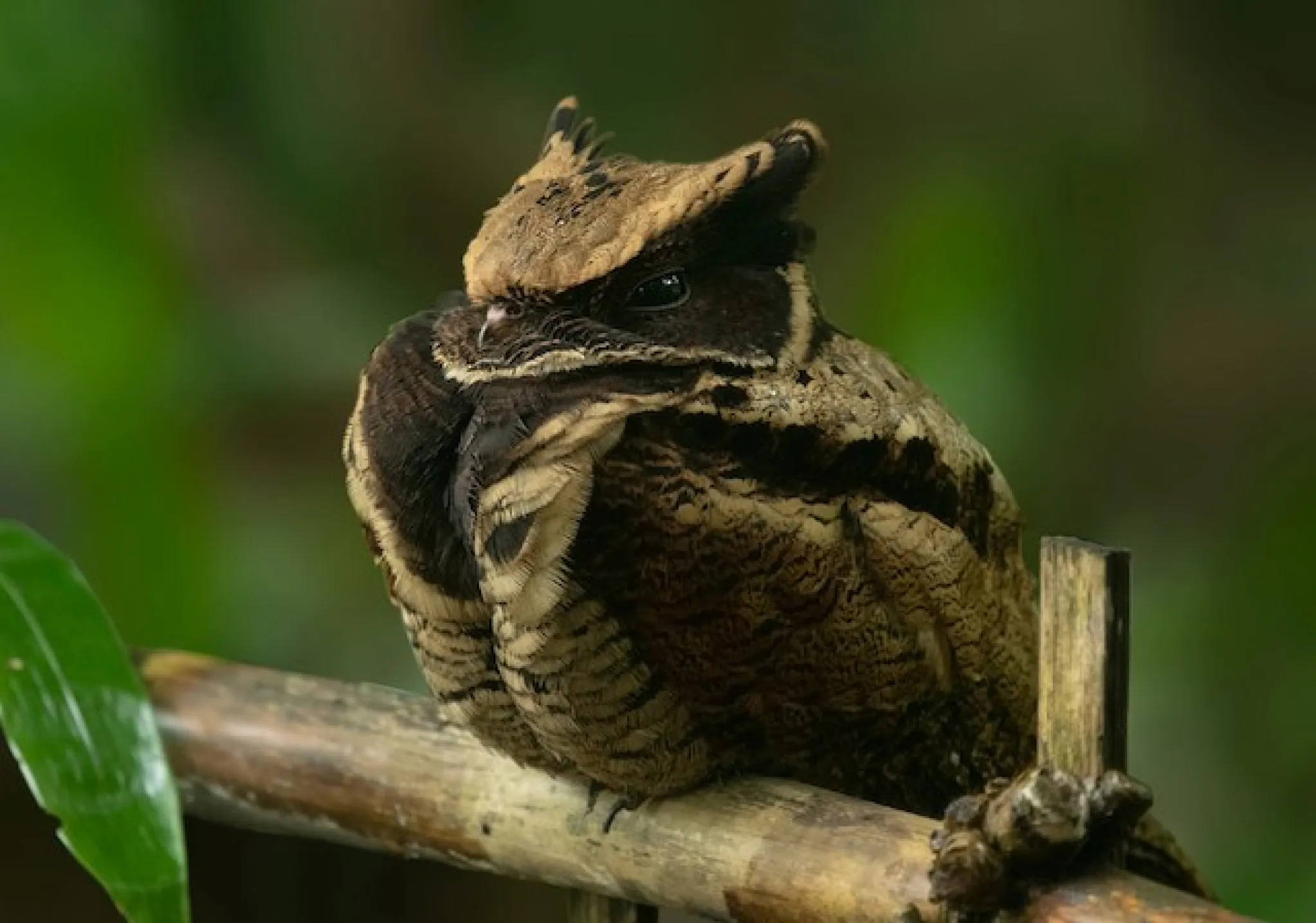 Nightjar