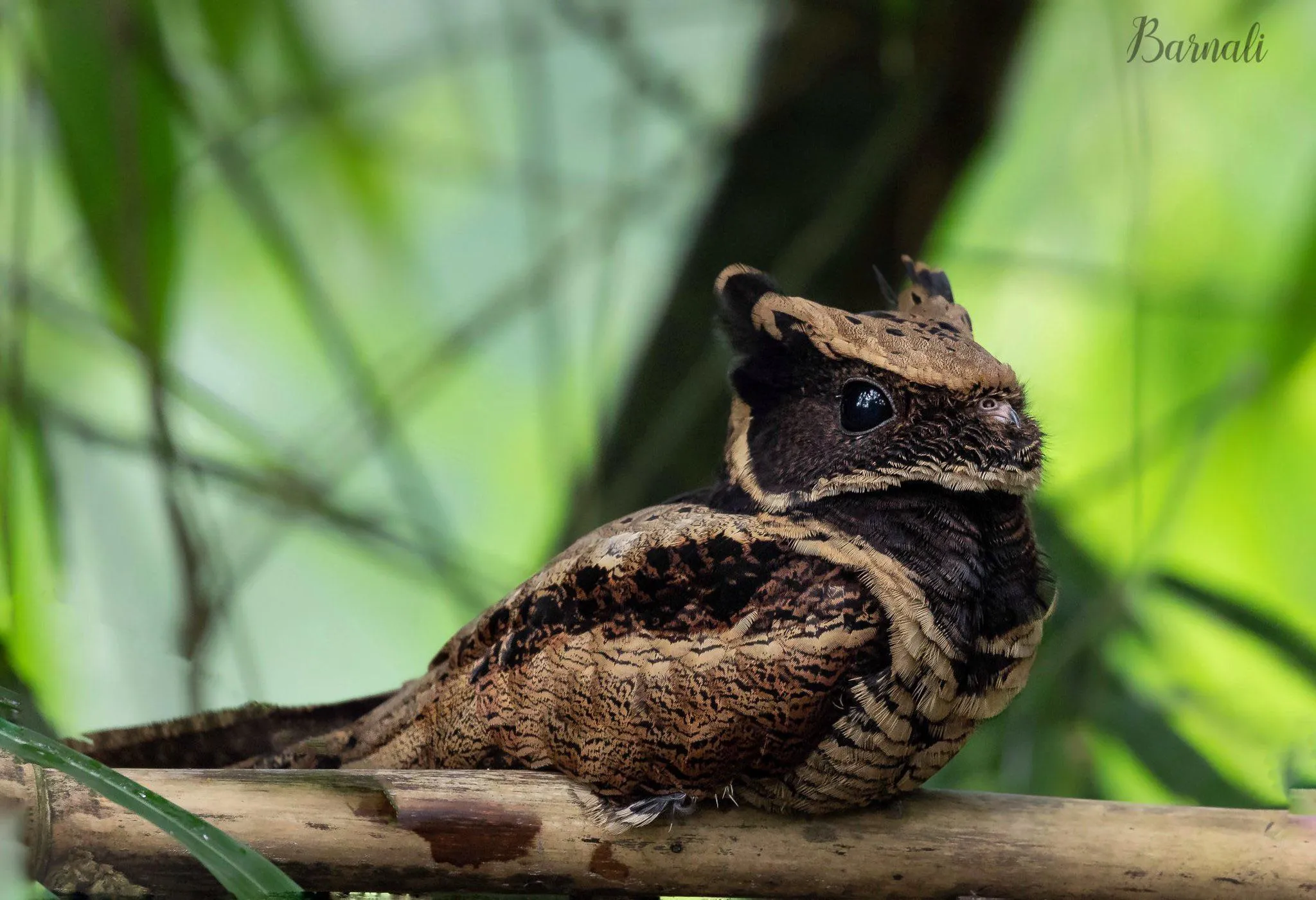 Nightjar